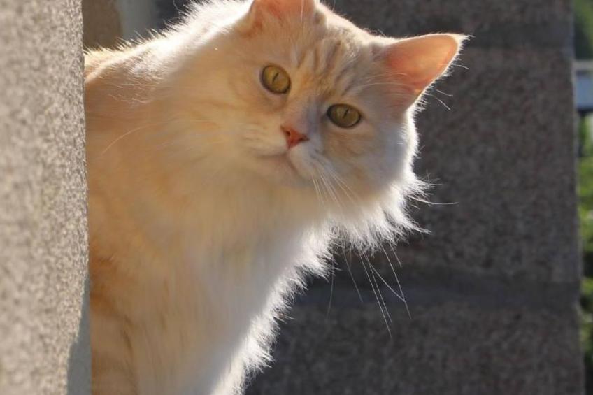 Fewo Altes Schulhaus - foto 12