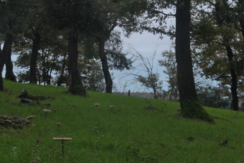 Das Landgut "Casina della Sughera". - foto 26