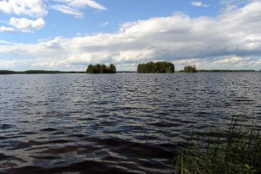 Puolukka - foto 35
