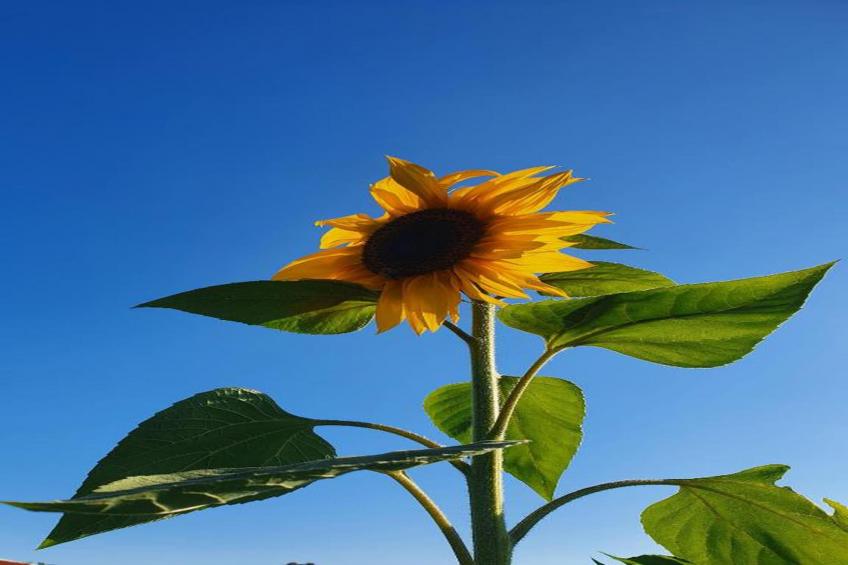 Little Dunley - Wisteria Cottage - foto 39