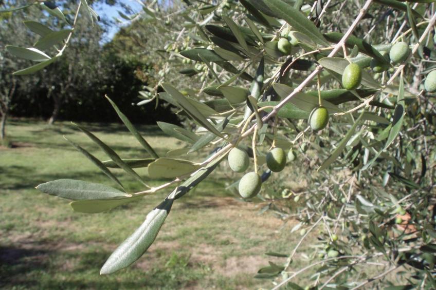 'Allodola' - foto 33