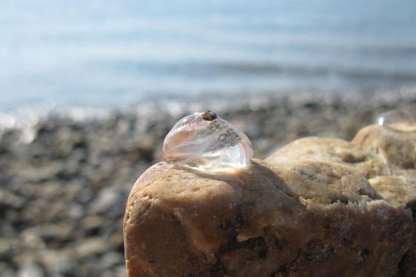 Haus auf der Halbinsel Plougastel - foto 18
