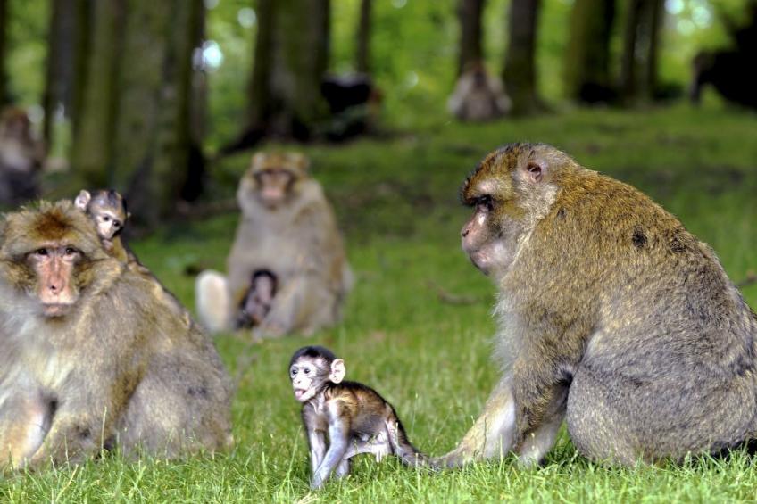Wohnung "Terre d'Hélène" und Garten - foto 27