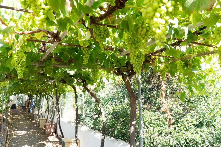 Typisch kanarische Finca Elena mit eigenem Pool - foto 38