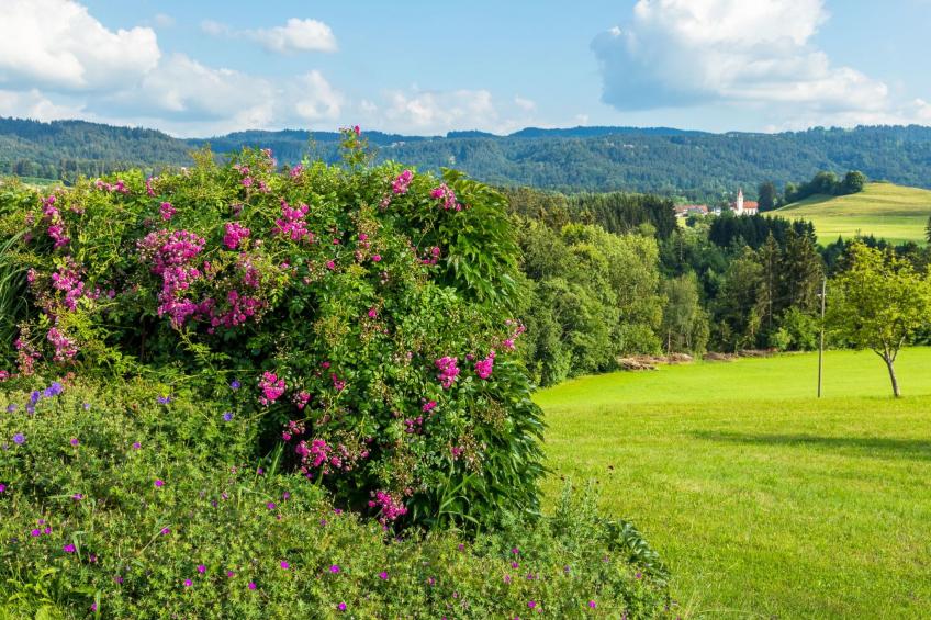 "Obstwiese" - foto 27