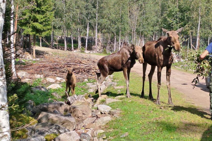 Im Herzen Smålands - foto 45