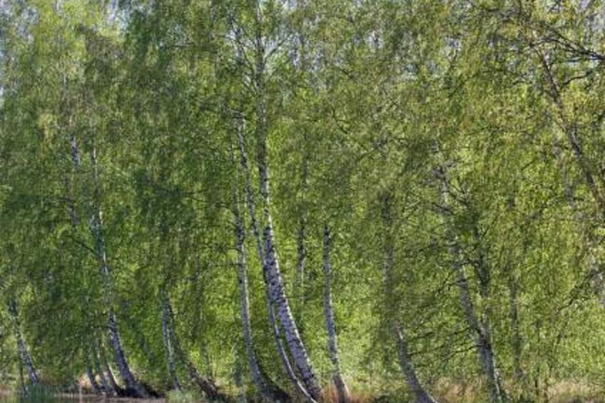 Peltotupa, pätiälän kartanon loma-asunno - foto 11