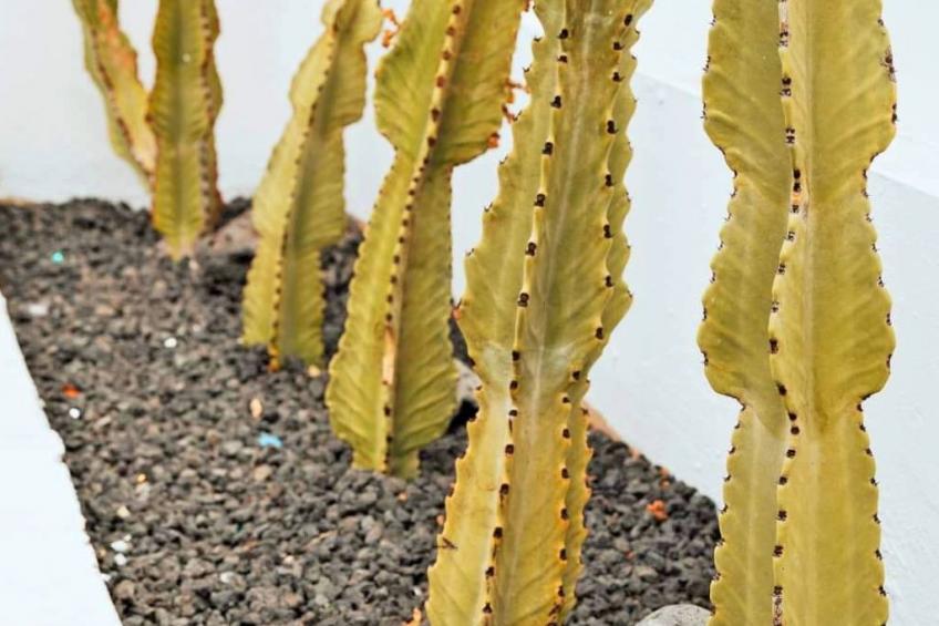 Komfortables Ferienhaus in Corralejo mit privatem Garten und beheiztem Pool - foto 38