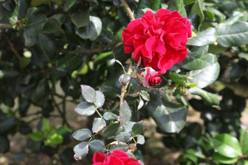 Haus der Patin 1 - foto 12