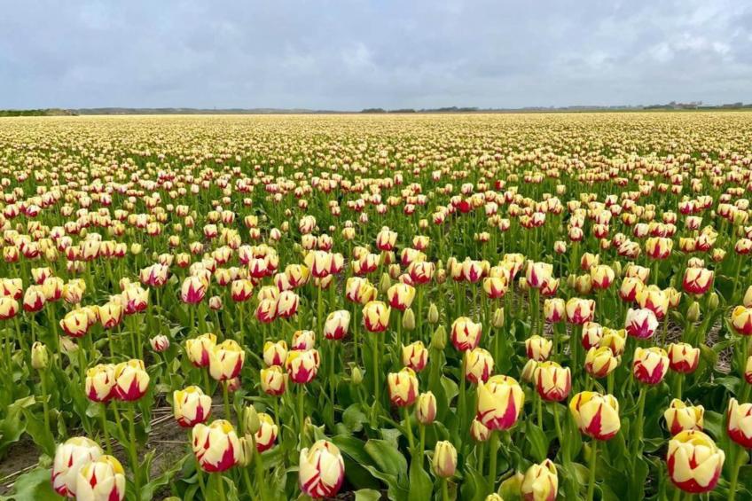 Dromen in de duinen - 51 - foto 25