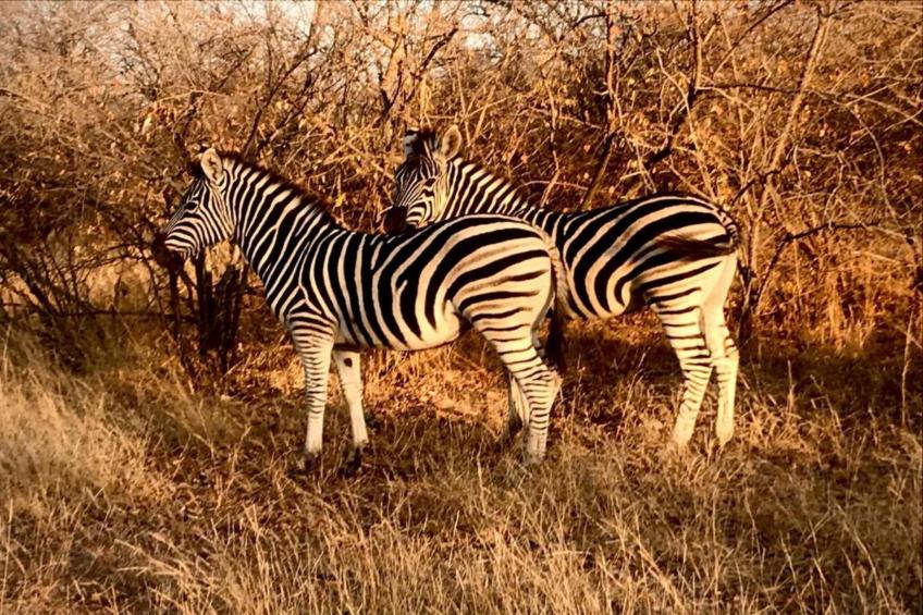 Villa Monkey House nr 1274 - foto 31