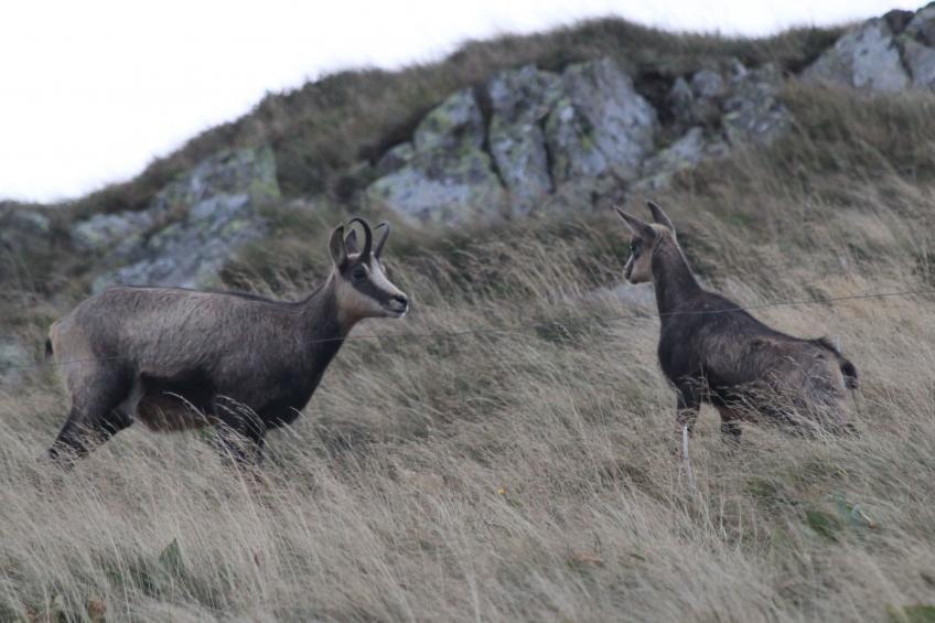 Zwischen Elsass und Vogesen, gite in einem schönen Chalet. - foto 21