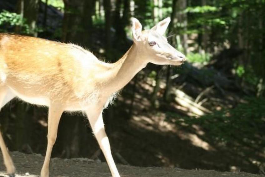 Eifelcottage Wildvogel - foto 29