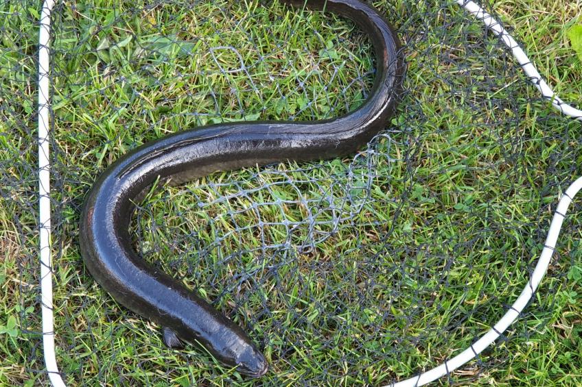 Abborren mit eigenem Ruderboot - foto 21