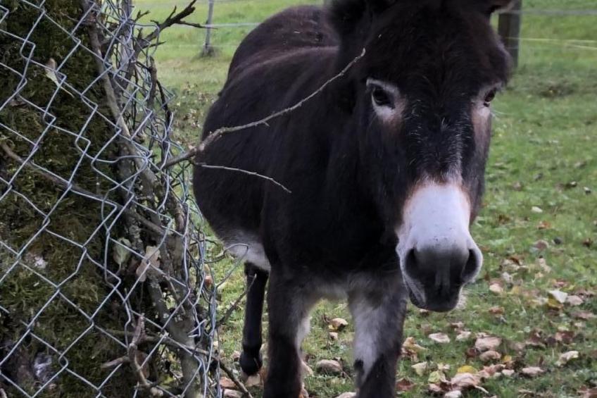 Tieroase Grünegg - foto 4