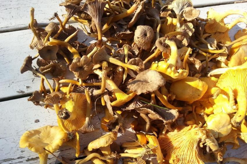 Niedliches Schwedenhaus. - foto 27