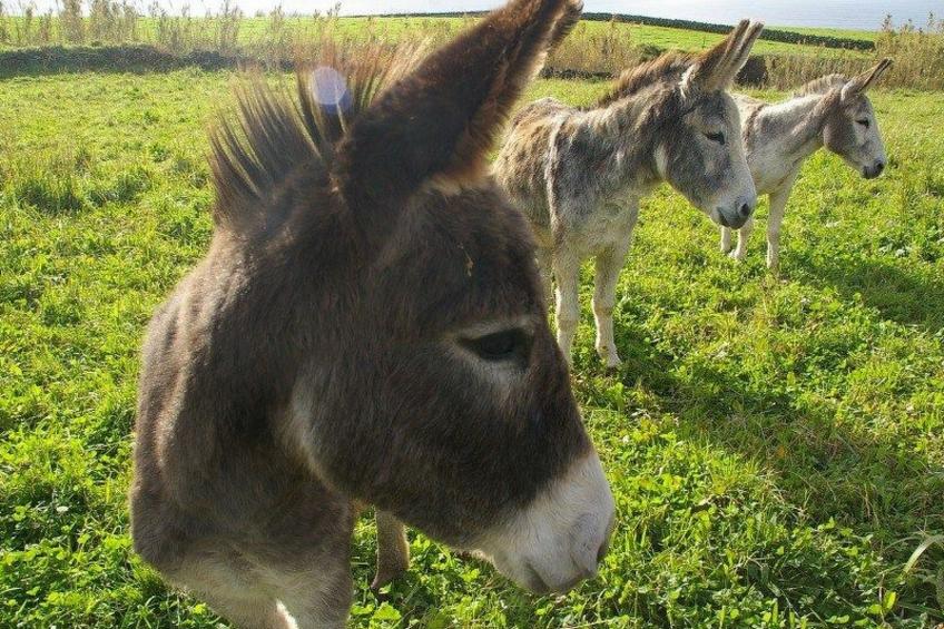 Beach Mill - foto 34