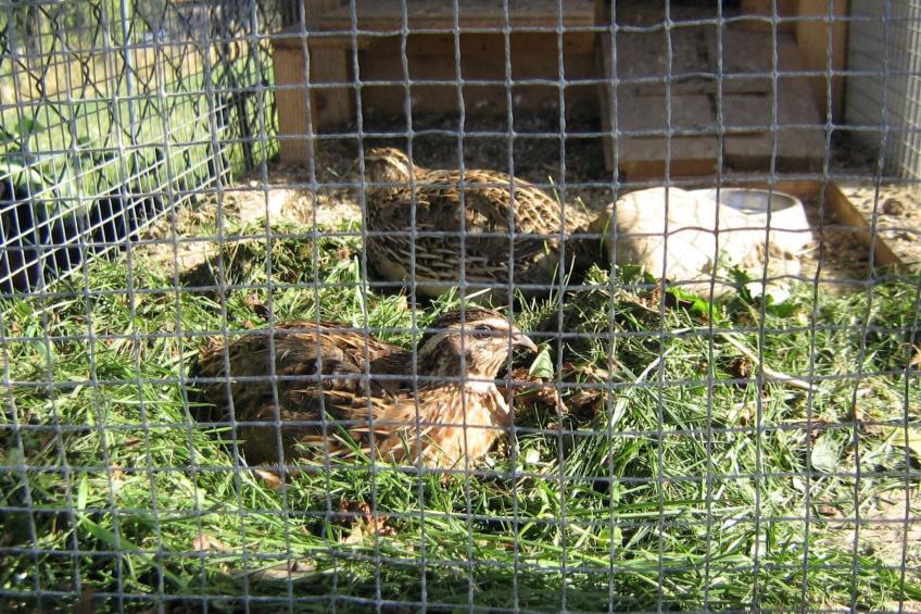 Urlaub in der Natur! - foto 20