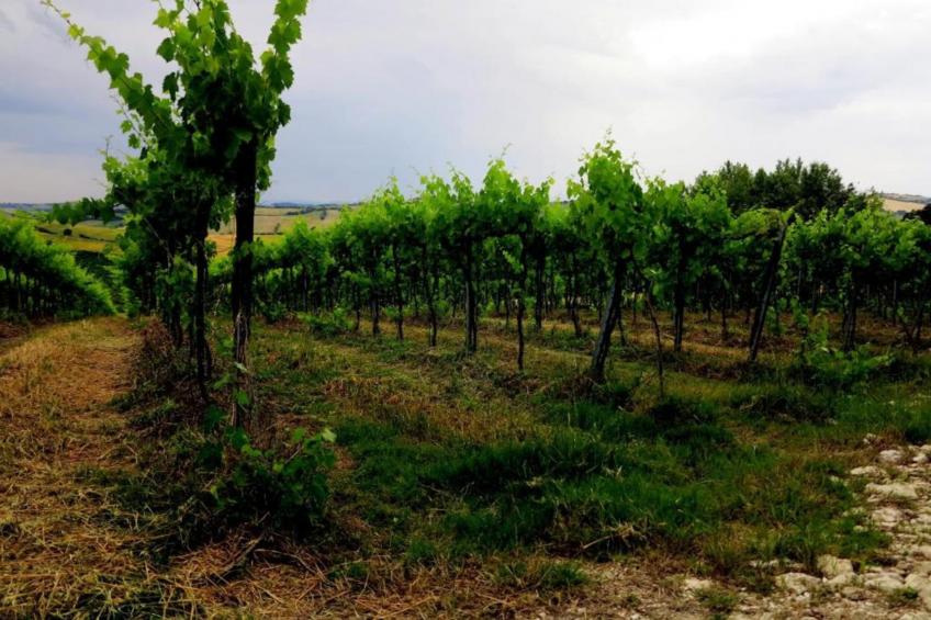 La Cantinaia Botte - foto 20