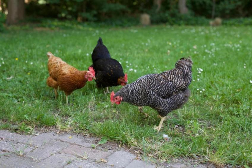 Vakantiepark Hof van Zeeland 1 - foto 31