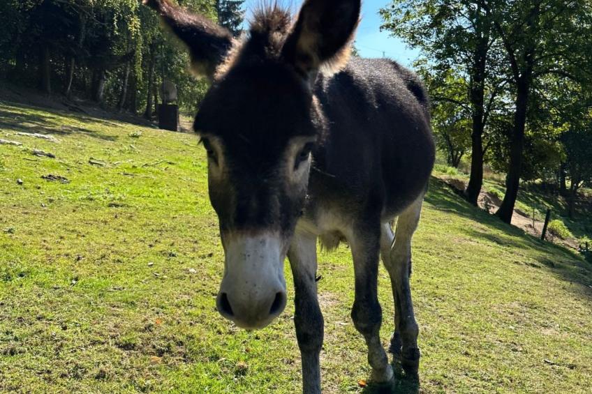 in  Green Valley Park 4 - foto 9