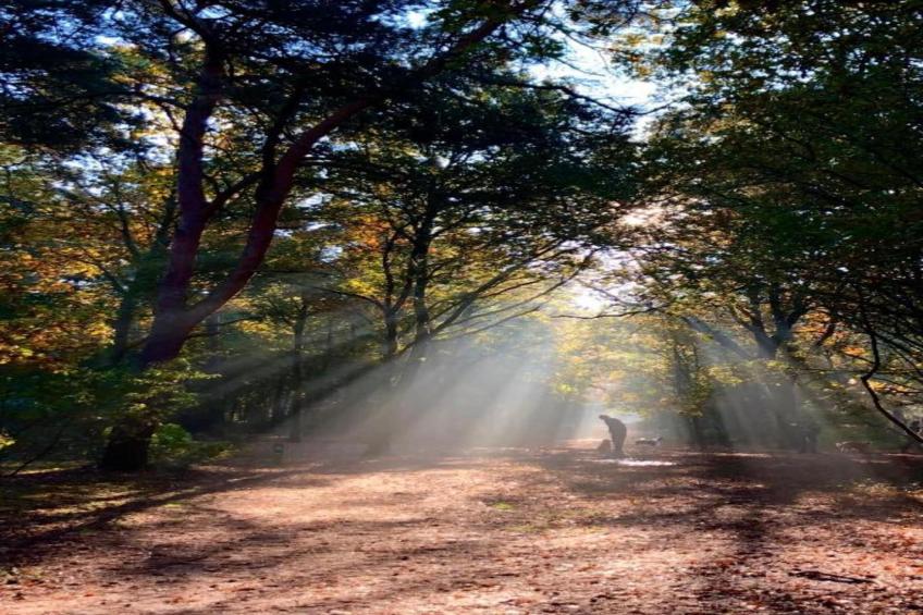 Bospark 't Wolfsven 20 - foto 25