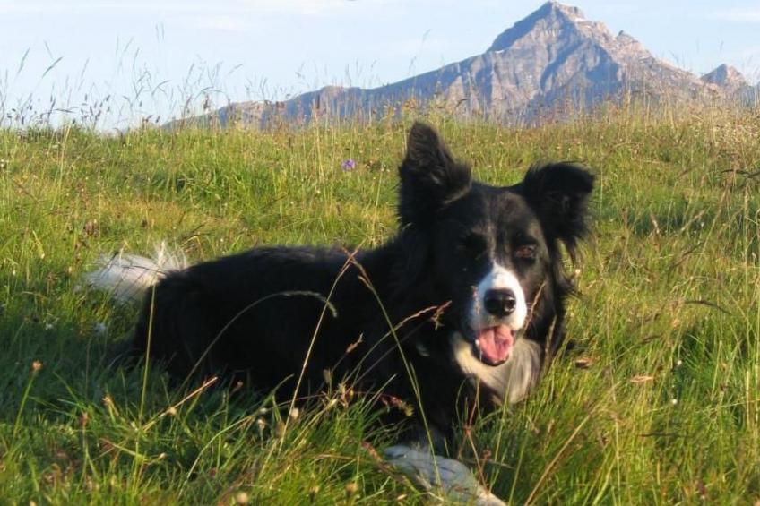 Staudenhof Viamala - foto 8