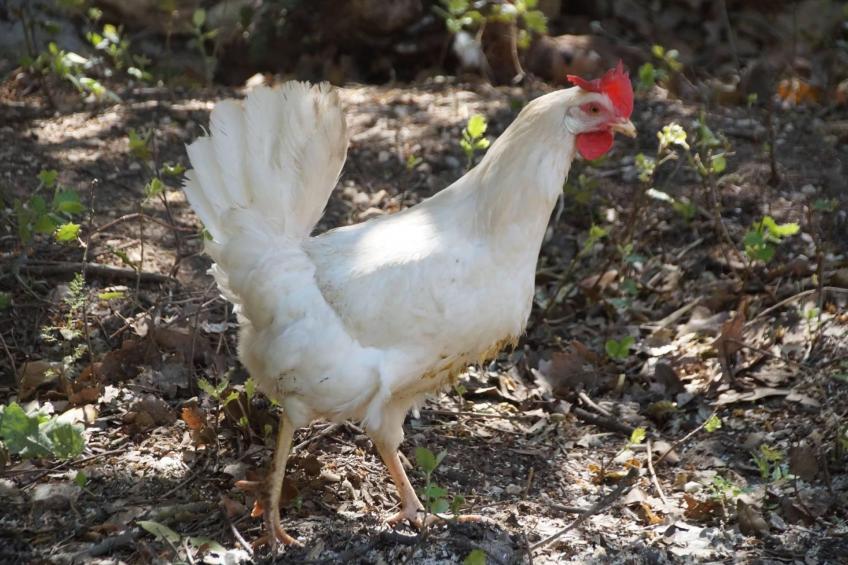 Provence 5 pers 2 Zimmer Schwimmbad Tennis - foto 31