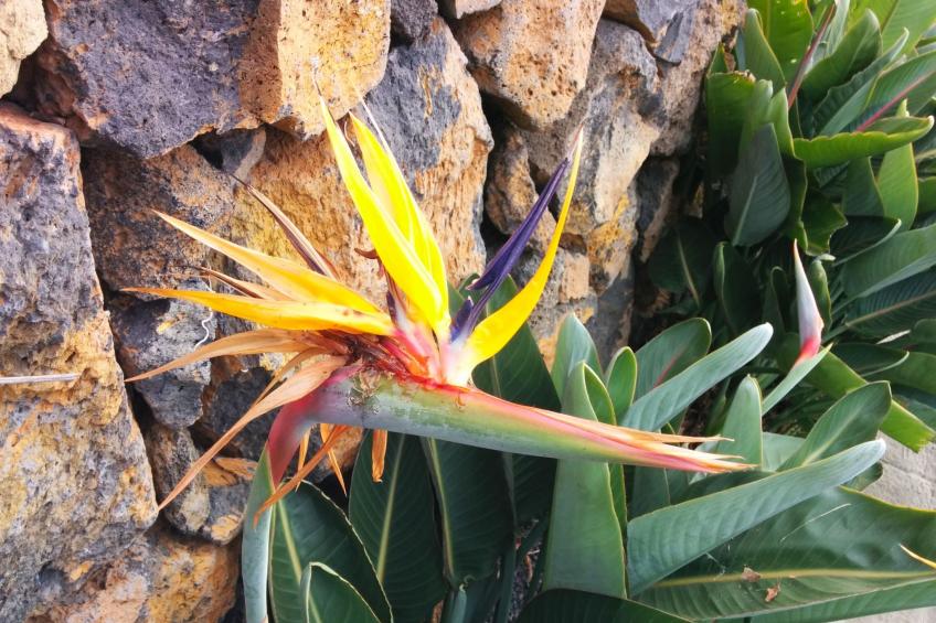 Casa Tanausu - Typisch kanarische Ferienunterkunft - foto 24