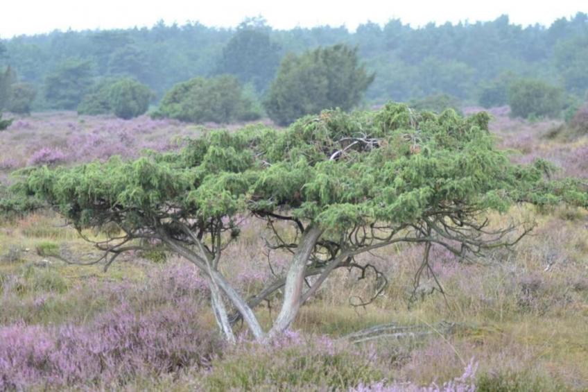 Bospark Lunsbergen - foto 32