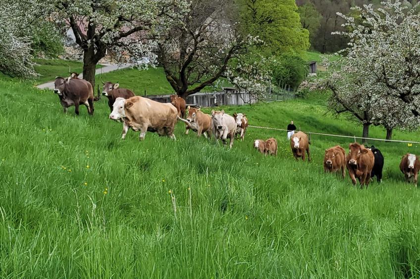 Chalet Staufenhof - foto 30