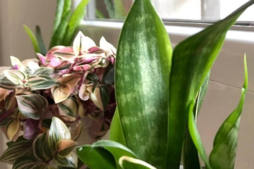 mit Bergblick - foto 8