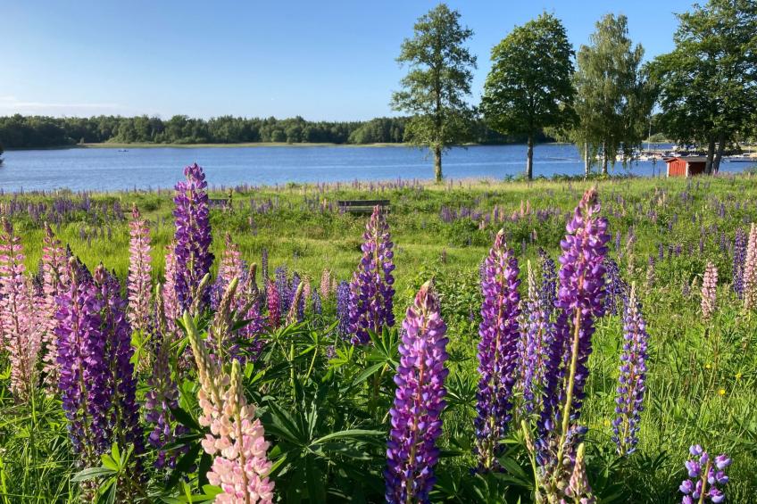 Blombacker - foto 51