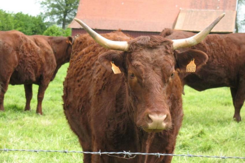Unterkunft auf dem Bauernhof "La printanière" (Die Frühlingsfrau) - foto 26