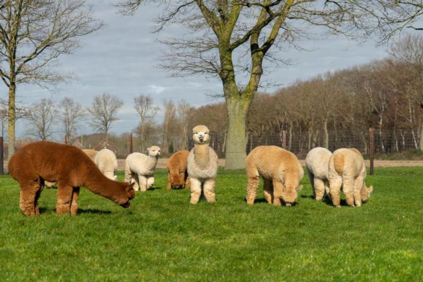 Vakantiepark Sandberghe 13 - foto 31