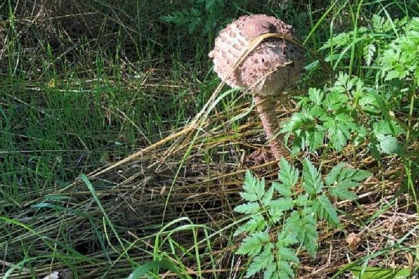 - Uns lütt Hüsung - foto 19