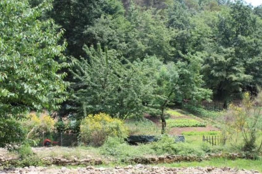 Kirschbäume, eine Oase im Wald zwischen Meer und Natur - foto 12