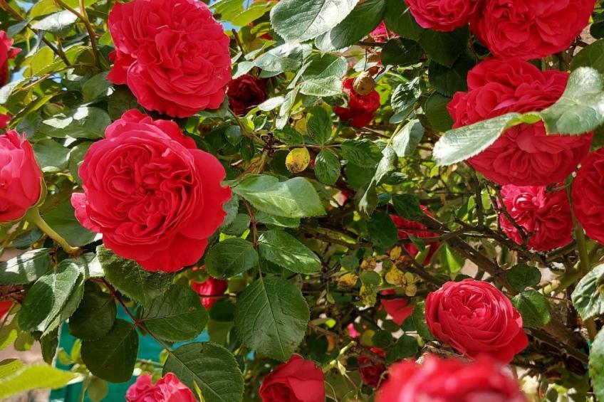 Romantische Villa mit weitläufigem Garten - foto 50