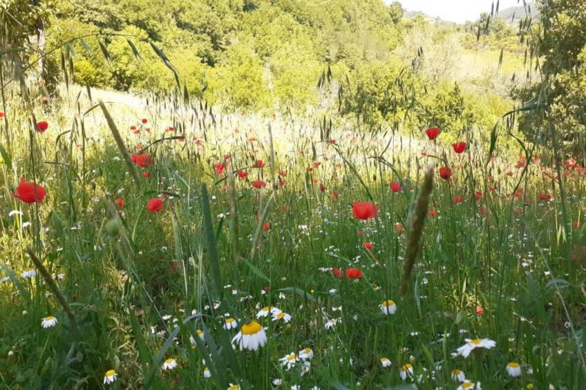 Villa Valtopina - foto 30