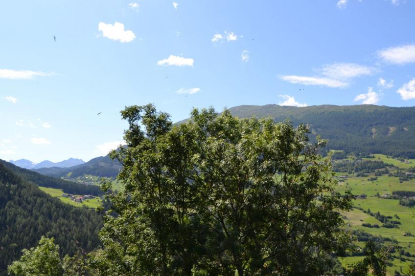 Haus Tauber - foto 30