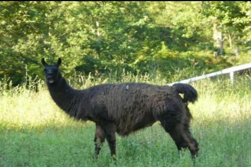 Les Collines Iduki 1 - foto 17