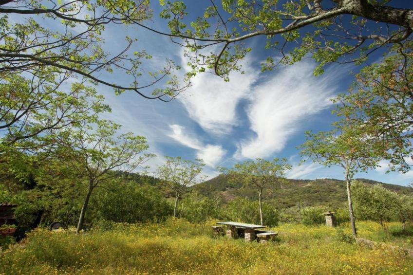 The Turtle - foto 37