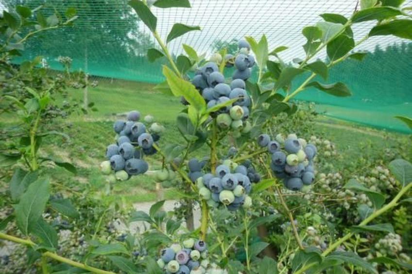 Bauernhof Gerber - foto 17