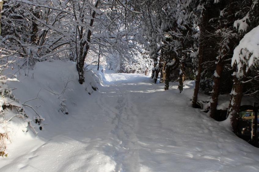 Haus Maria Hochschwarzwald, Garten umzäunt, Waldrand, Hunde willkommen - foto 23