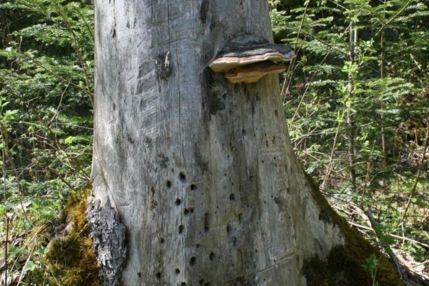 Fewo mit Herz - foto 35