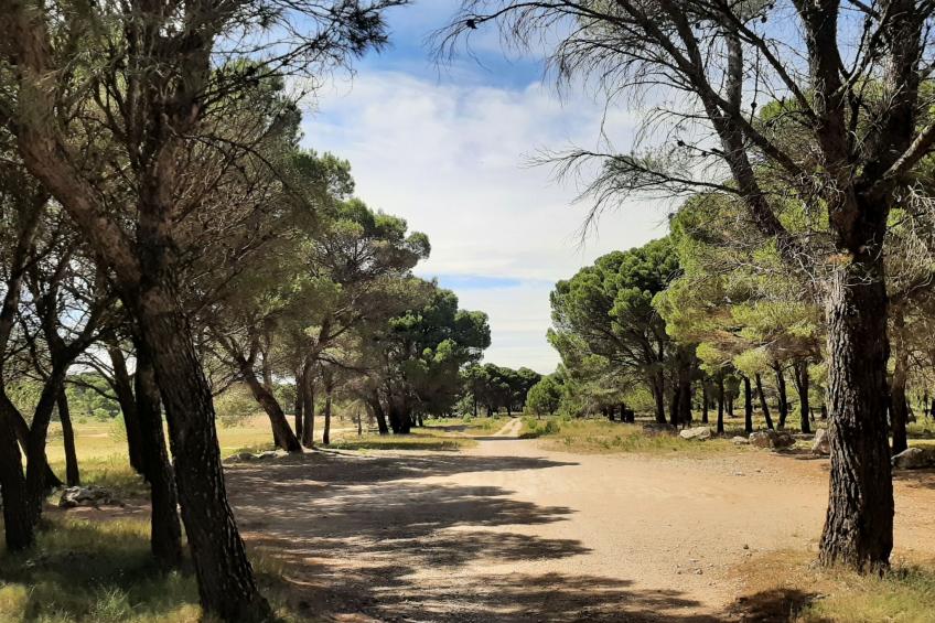 Weingut "Garnacha de Borja". - foto 47