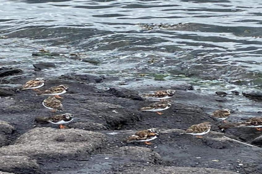 De Meerkoet - foto 25