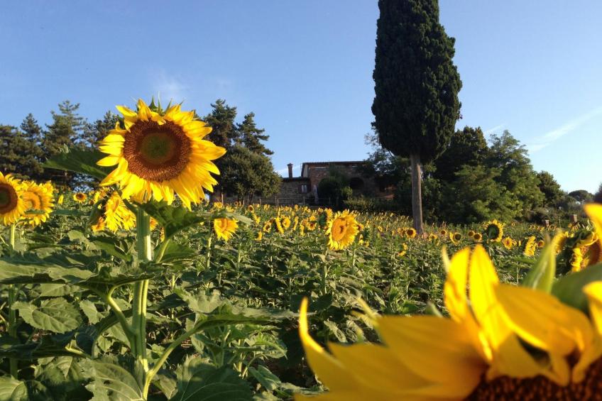 Toskana Poggio Cantarello - foto 2