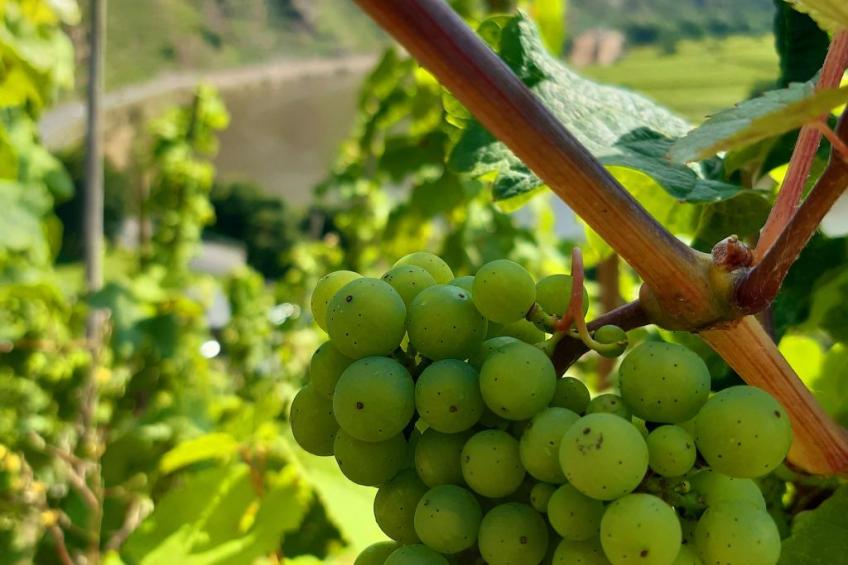 Landhaus Erika - foto 24