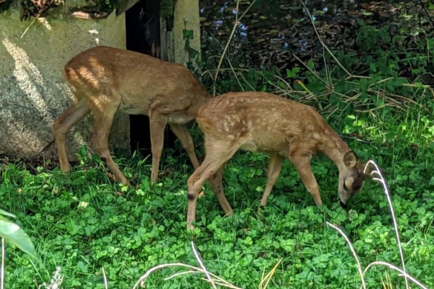 im Herzen des Périgord Noir in der Nähe von Limeuil - foto 25